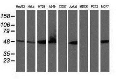 Western Blot: Ribonuclease Inhibitor Antibody (OTI1B7)Azide and BSA Free [NBP2-73896]