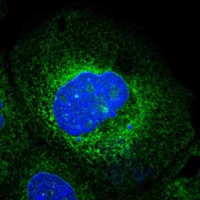 Immunocytochemistry/ Immunofluorescence: Ribophorin I Antibody [NBP1-82467]