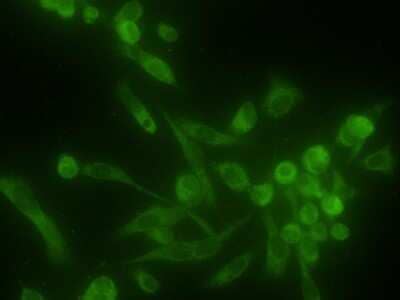 Immunocytochemistry/ Immunofluorescence: Ribophorin I Antibody (OTI3H3) - Azide and BSA Free [NBP2-73898]