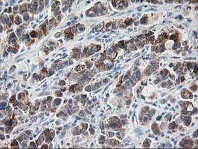 Immunohistochemistry: Ribophorin I Antibody (OTI3H3) - Azide and BSA Free [NBP2-73898]