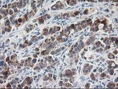 Immunohistochemistry-Paraffin: Ribophorin I Antibody (OTI3H3) [NBP2-01294]