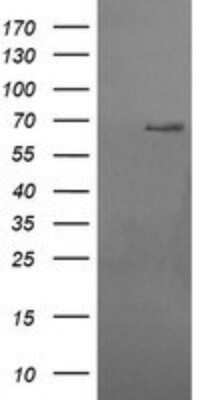 Western Blot: Ribophorin I Antibody (OTI5B1)Azide and BSA Free [NBP2-73905]