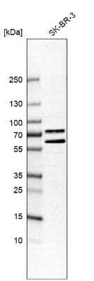 Western Blot: Ribophorin II Antibody [NBP1-80835]