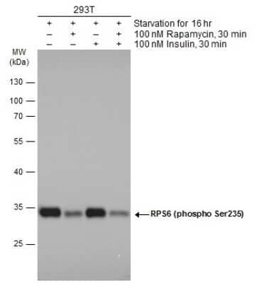 Western Blot: Ribosomal Protein S6/RPS6 [p Ser235] Antibody [NBP3-13078]