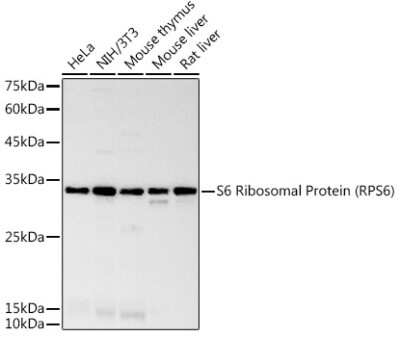 Western Blot: Ribosomal Protein S6/RPS6 Antibody (4C7P4) [NBP3-15435]