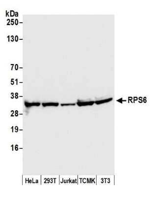 Western Blot: Ribosomal Protein S6/RPS6 Antibody [NB100-1595]