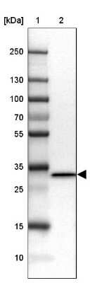 Western Blot: Ribosomal Protein S6/RPS6 Antibody [NBP1-87099]