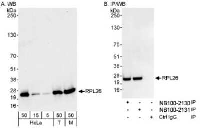 Western Blot: Ribosomal protein L26 Antibody [NB100-2131]