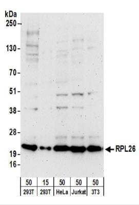 Western Blot: Ribosomal protein L26 Antibody [NBP2-22233]