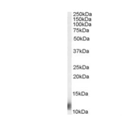 Western Blot: Ribosomal protein S27 Antibody [NB100-1103]