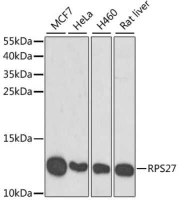 Western Blot: Ribosomal protein S27 AntibodyBSA Free [NBP2-94117]