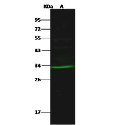 Western Blot: Ribosome maturation protein SBDS Antibody [NBP2-98463]