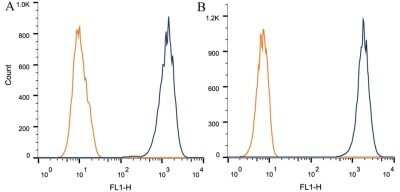 Flow Cytometry: Rictor Antibody (7B3) - Azide and BSA Free [NBP2-80925]