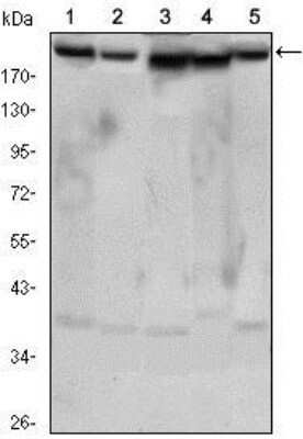 Western Blot: Rictor Antibody (7B3)Azide and BSA Free [NBP2-80925]