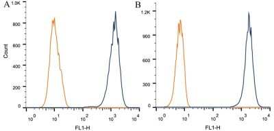 Flow Cytometry: Rictor Antibody (7B3) - BSA Free [NBP1-51645]