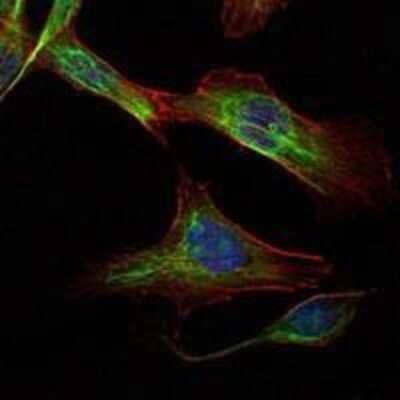 Immunocytochemistry/ Immunofluorescence: Rictor Antibody (7B3) - BSA Free [NBP1-51645]