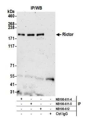 Immunoprecipitation: Rictor Antibody [NB100-611]