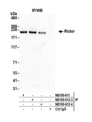 Immunoprecipitation: Rictor Antibody [NB100-612]