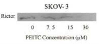 Western Blot: Rictor Antibody [NB100-612]
