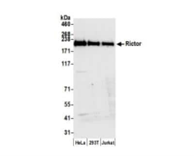 Western Blot: Rictor Antibody [NB100-612]