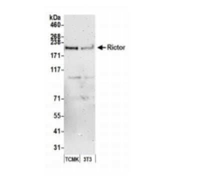 Western Blot: Rictor Antibody [NB100-612]
