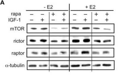 Western Blot: Rictor Antibody [NB100-612]