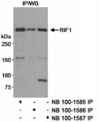 Immunoprecipitation: Rif1 Antibody [NB100-1585]