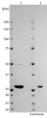 SDS-PAGE: Recombinant Virus Rift Valley Fever Virus Nucleocapsid ZH-548 His (N-Term) Protein [NBP3-14824]