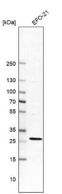 Western Blot: Rit1 Antibody [NBP2-49075]