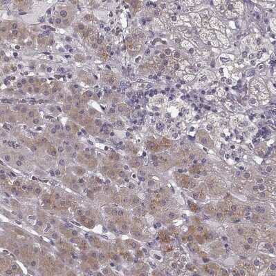 Immunohistochemistry-Paraffin: Rit2 Antibody [NBP2-68932]