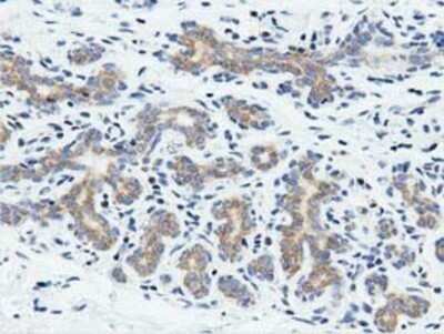 Immunohistochemistry: Rit2 Antibody (OTI3F4) - Azide and BSA Free [NBP2-73917]