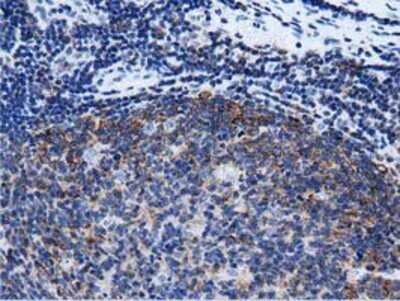 Immunohistochemistry: Rit2 Antibody (OTI3F4) - Azide and BSA Free [NBP2-73917]