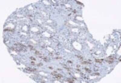 Immunohistochemistry-Paraffin: Ropporin 1-like Antibody [NB100-56418]