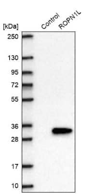 Western Blot: Ropporin 1-like Antibody [NBP2-47299]