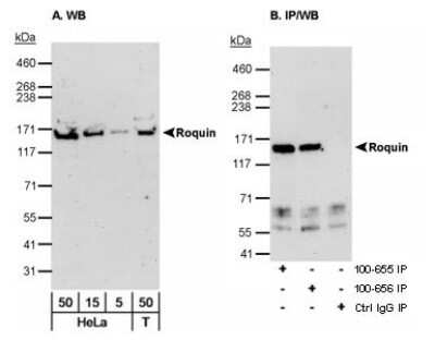 Western Blot: Roquin Antibody [NB100-655]