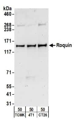 Western Blot: Roquin Antibody [NB100-655]