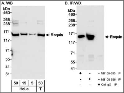 Western Blot: Roquin Antibody [NB100-656]