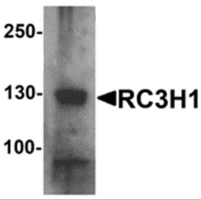 Western Blot: Roquin AntibodyBSA Free [NBP2-81891]