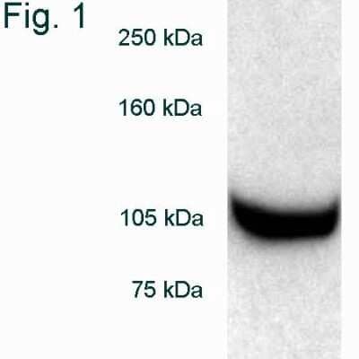 Western Blot: Rpn2 Antibody [NB120-2941]