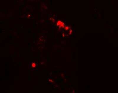 Immunocytochemistry/ Immunofluorescence: Rubicon Antibody - BSA Free [NBP2-81999]