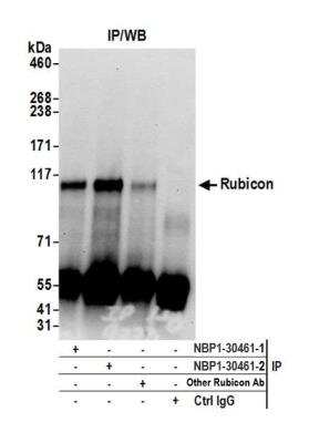 Immunoprecipitation: Rubicon Antibody [NBP1-30461]