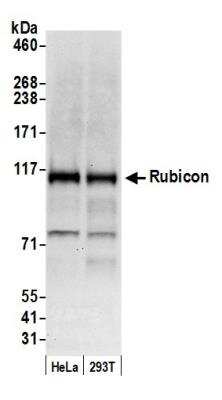 Western Blot: Rubicon Antibody [NBP1-30461]