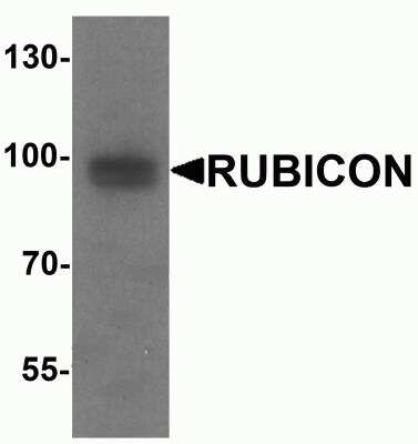 Western Blot: Rubicon AntibodyBSA Free [NBP2-81999]