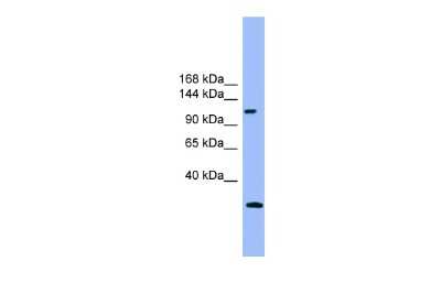 Western Blot: Rubicon Antibody [NBP2-85681]