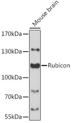 Western Blot: Rubicon AntibodyAzide and BSA Free [NBP2-93588]