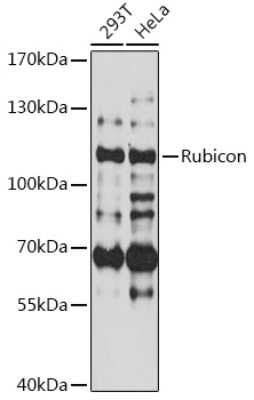 Western Blot: Rubicon AntibodyAzide and BSA Free [NBP3-03333]