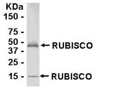 Western Blot: Rubisco AntibodyBSA Free [NB110-81553]