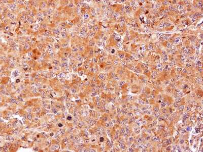 Immunohistochemistry-Paraffin: Adenosylhomocysteinase/AHCY Antibody [NBP2-20246]