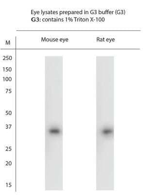 Western Blot: S Opsin AntibodyAzide and BSA Free [NBP1-20194]