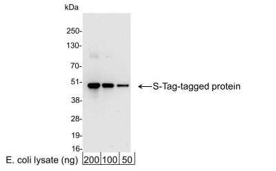 Western Blot: S-Tag Epitope Tag AntibodyBSA Free [NB600-529]